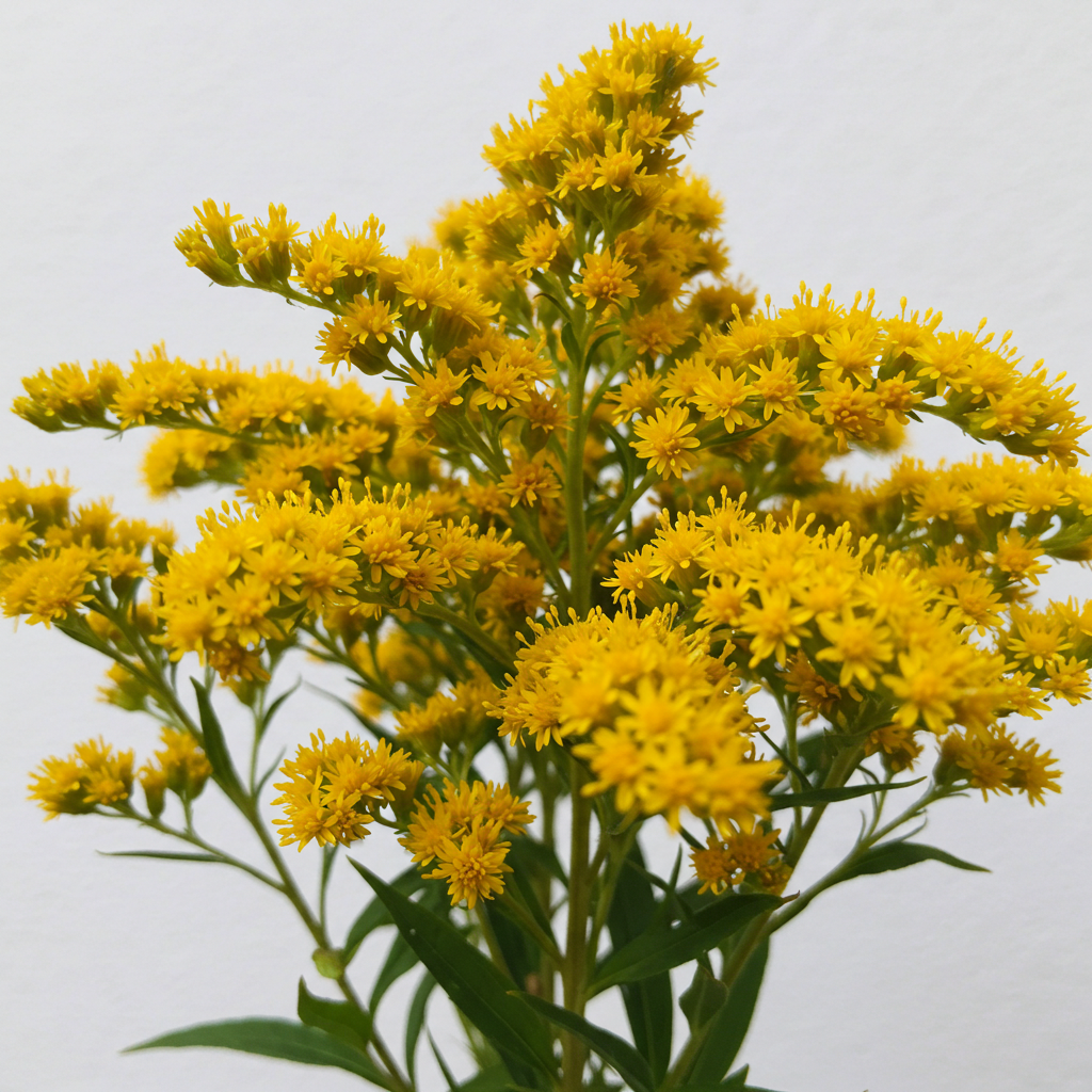 Fresh Goldenrod Cut Flowers - Solidago Golden Aster Filler Blooms - Sarasi Flora