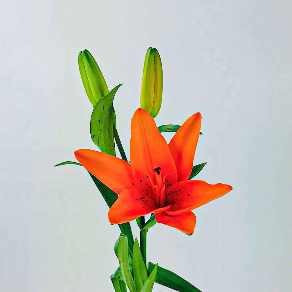 Fresh Asiatic Lily Cut Flowers - Vibrant Yellow Orange Pink Maroon Blooms
